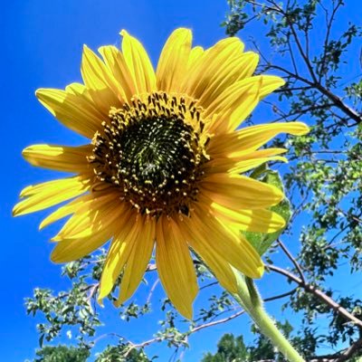 WorldlyHuman's profile picture. mom, champion of those who are left behind, forgotten, or have fallen between the cracks.