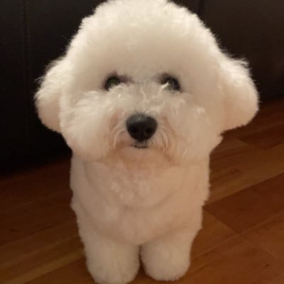 renrenbichon Profile Picture