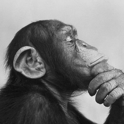 Monkey See, Monkey Do....
We live in an insane time, Planet of the a
Apes seems possible on this current trigectory