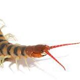 Burlap44875730's profile picture. it’s everyone’s favorite arthropod.