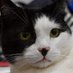 blair (abolishun type) (@sweetfirecat) Twitter profile photo blair (abolishun type) (@sweetfirecat) Twitter profile photo