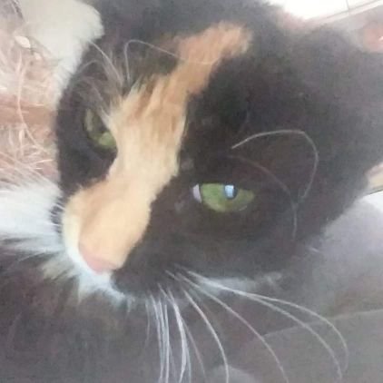 She's a sweet adorable cat she just turned a year old to 22nd she is just the best thing in my life