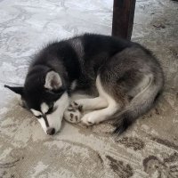 Maddog (@lcmaddog) 's Twitter Profile