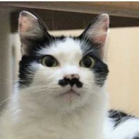 Didiu Silva (@didiusilva4) 's Twitter Profile