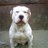 OTACBulldogs's profile image