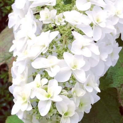 yuko_notsu's profile picture. 