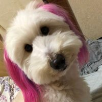 角さん (@strm_ik07) 's Twitter Profile