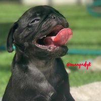 MAN PADDY KENNEL SERVICES (@manpadyk) 's Twitter Profile