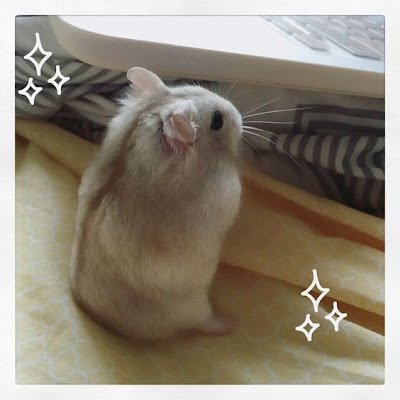 fluff_curlup's profile picture. 37.5%