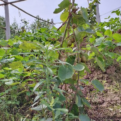 xwsuu's profile picture. hi，boy or girls，follow me，I will follow us.