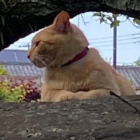 多田野山猫 (@schwarze_kater_) 's Twitter Profile