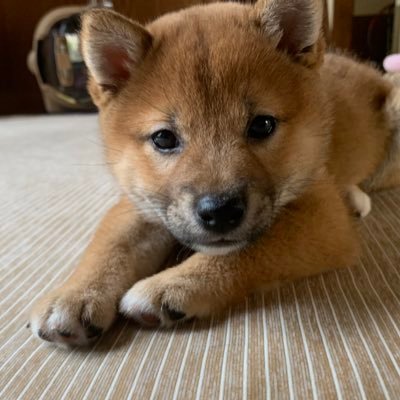 mame_shiba_qoo Profile Picture