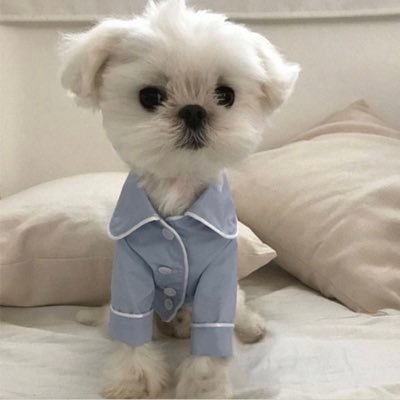 お手伝いとタグ 3⃣日以内に返事がない場合は催促お願いいたします( ᵕ_ᵕ̩̩ ) いいね&RP 回収してます˚‧⁺ ･ ˖ ·