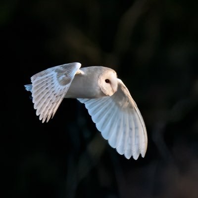 Amateur wildlife photographer based in the Cotswolds. Most of my images are taken in the Cotswold Water Park. I also take astro photos @RussellsAstro