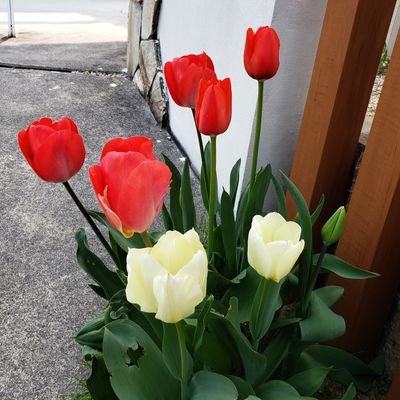 自然体でいこーさんのプロフィール画像