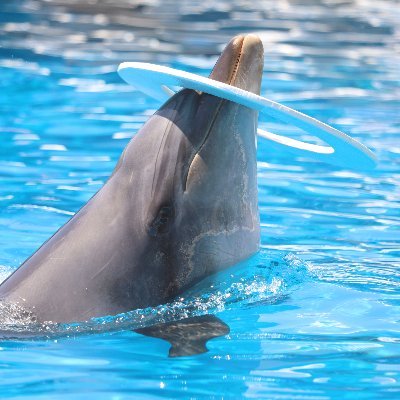 水族館好き。 無言フォロー失礼します。 ご自由にフォロー下さい。プクプクという名前は、マリンピア松島水族館で飼育されていたマンボウの名前から。