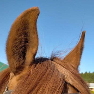 かぼちゃのちゃ。さんのプロフィール画像