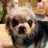 chihuahua_mp