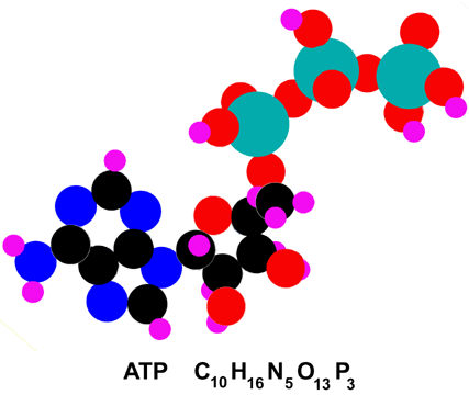 Working towards the CURE of the HIV infected individual using adenosine triphosphate (ATP) as an immune modulating agent in conjunction with HAART.