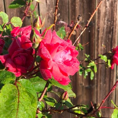 evefi88's profile picture. I'm a garbage storm inside and out.