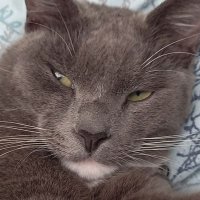Brio is grey and white (cat)(@AnicaVan) 's Twitter Profileg