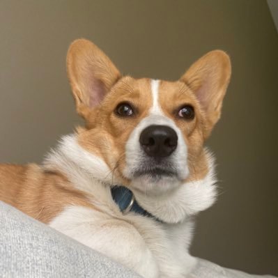 Pembroke Welsh Corgi