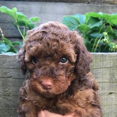 I'm a cheeky much loved puppy share my mischief and cuteness share the love