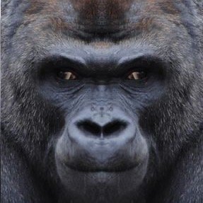 Gorilla114514さんのプロフィール画像