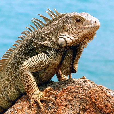 iguanaさんのプロフィール画像