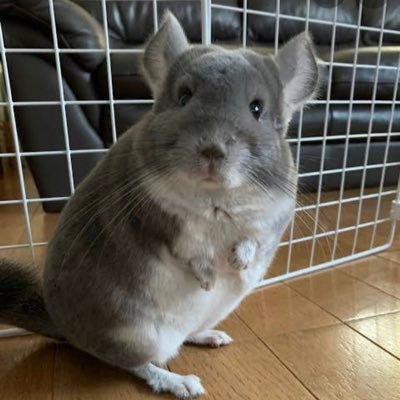 koua1108's profile picture. 紅茶とカフェオレ大好き