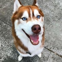 dermotfenster (@dermotfenster) 's Twitter Profile