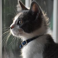 CharleytheCat (@charleythec) Twitter profile photo