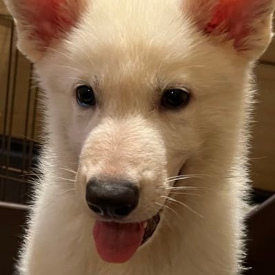 budou0501's profile picture. ホワイトシェパード🐺のブドウ🍇と言います。 2022年5月1日生まれの男の子です。 フォローお願いします！