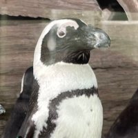 風月@ (@l7i4e) 's Twitter Profile