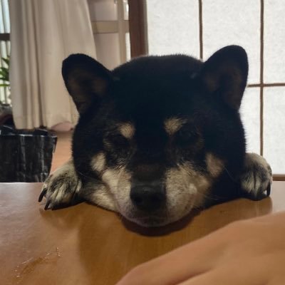 kumakuroshiba's profile picture. 