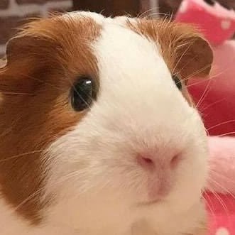 picaさんのプロフィール画像