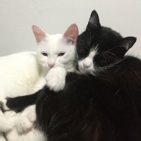 Minnoş ve paşa (@minnos_pasa) 's Twitter Profile Photo