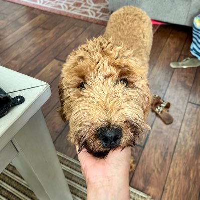 slapafella's profile picture. Pel gang !