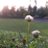 raitter_