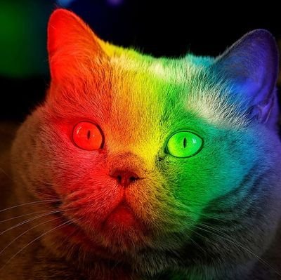 ♡ Rainbow ♡さんのプロフィール画像