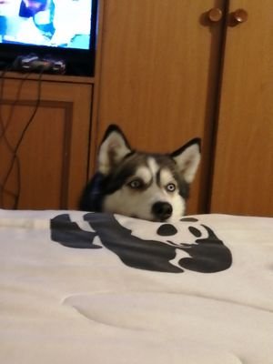 deramos60664133's profile picture. Mí sentimientos