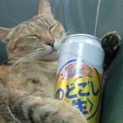 どら猫龍星さんのプロフィール画像