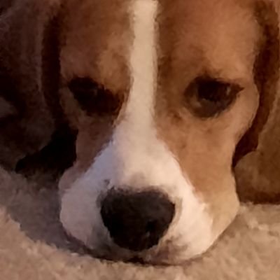 Jigthedancer99's profile picture. myep myep myep