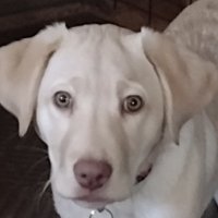 A Pup Named Bug(@A_Pup_Named_Bug) 's Twitter Profile Photo