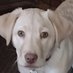 A Pup Named Bug (@a_pup_named_bug) Twitter profile photo A Pup Named Bug (@a_pup_named_bug) Twitter profile photo