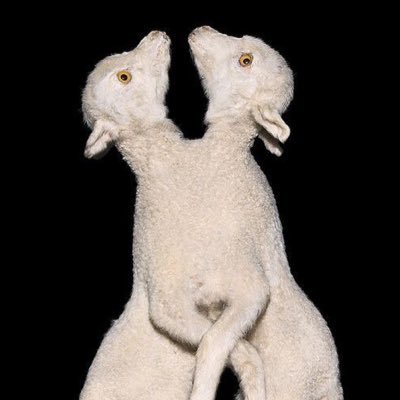 warshtippy's profile picture. tru love comes from more than jus da heart 𓆩♡𓆪