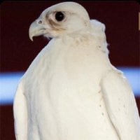 عايدالعنزي (@benyayed) Twitter profile photo