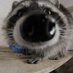 Daily Raccoon (@raccoondaily) Twitter profile photo