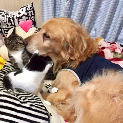 ArapChan's profile picture. 本職はペットシッター。7匹の猫と2匹の犬と暮らしています。2021年までミルボラお手伝いしてましたが我が家の子に介護が必要になったため介護を選択。7年別居令和元年にやっと正式離婚し背中に羽が生えました。 自由って素晴らしい好きな事をして自分の為だけに働いて生きる。 色んな事を控えめに呟く垢