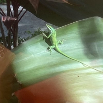 dreadflowr's profile picture. Mama to several kitties. Dabbler in kitten rescue. High school teacher. Always a party!